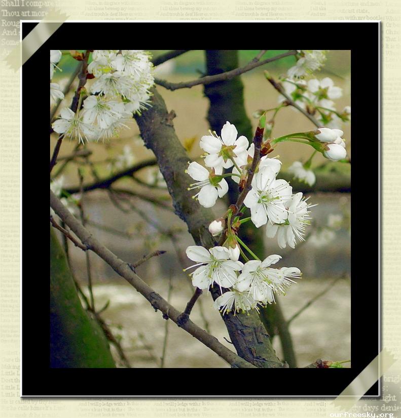 欢沁琵琶二重奏谱子